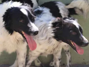 Cachorro raça  idade 3 anos nome Igor e Luisa