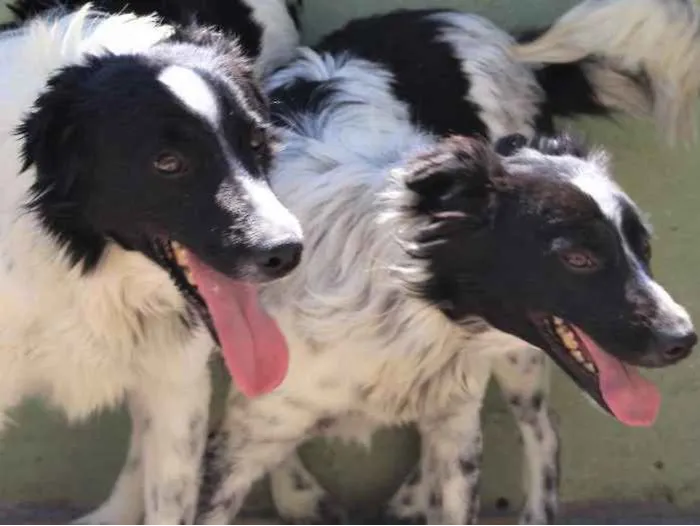Cachorro ra a  idade 3 anos nome Igor e Luisa