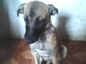 Cachorro raça vira lata idade 2 a 6 meses nome kyara