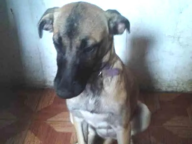 Cachorro ra a vira lata idade 2 a 6 meses nome kyara