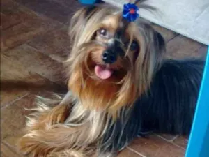 Cachorro raça Yorkshire  idade 2 anos nome Dante