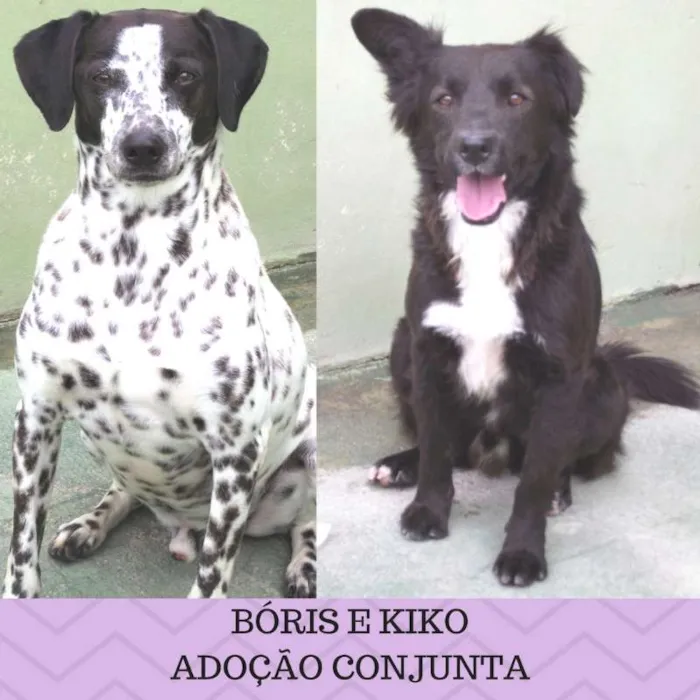 Cachorro ra a  idade  nome Bóris e Kiko
