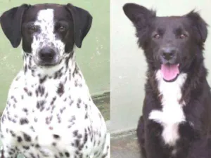 Cachorro raça  idade  nome Bóris e Kiko