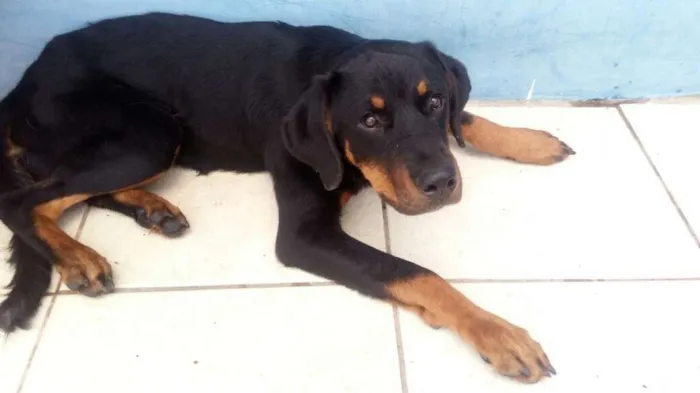 Cachorro ra a Rottweiler idade 7 a 11 meses nome HEROS