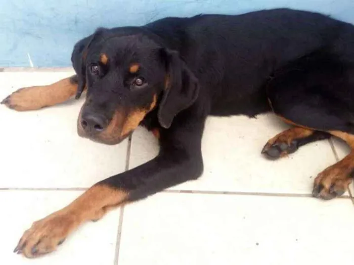 Cachorro ra a Rottweiler idade 7 a 11 meses nome HEROS