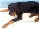 Cachorro raça Rottweiler idade 7 a 11 meses nome HEROS