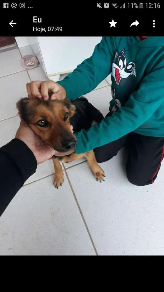 Cachorro ra a Vira lata  idade 1 ano nome Estrela