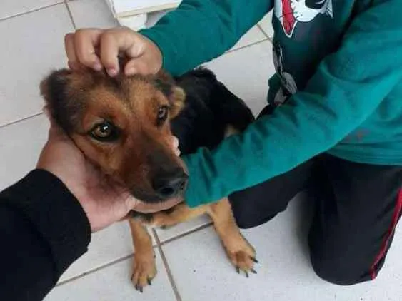 Cachorro ra a Vira lata  idade 1 ano nome Estrela