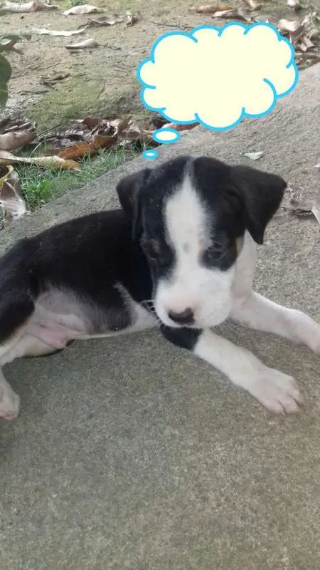 Cachorro raça RND idade Abaixo de 2 meses nome Filhote