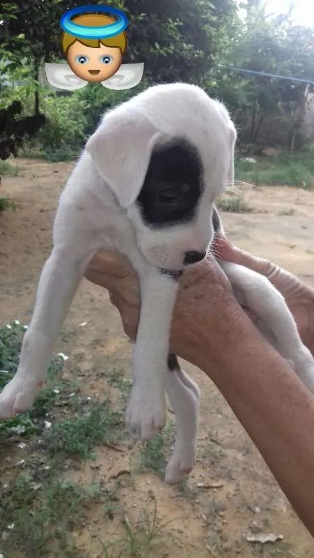 Cachorro raça RND idade Abaixo de 2 meses nome Filhote