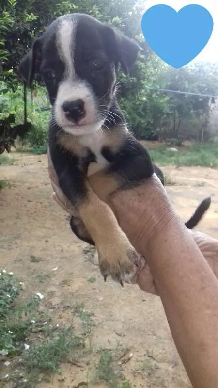 Cachorro raça RND idade Abaixo de 2 meses nome Filhote
