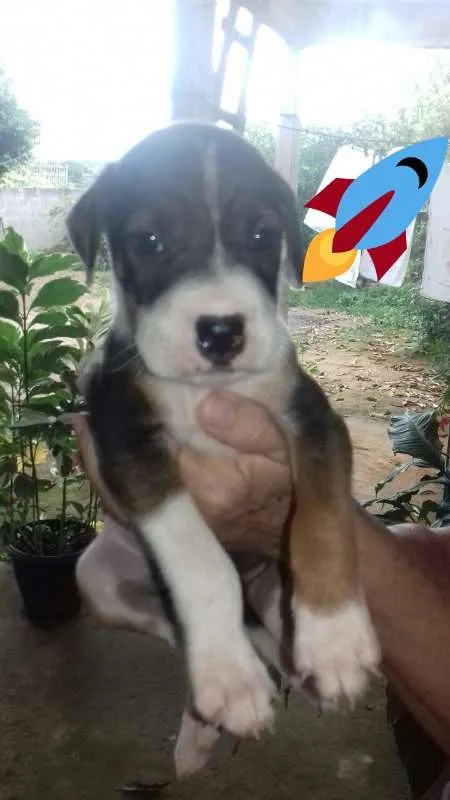 Cachorro raça RND idade Abaixo de 2 meses nome Filhote
