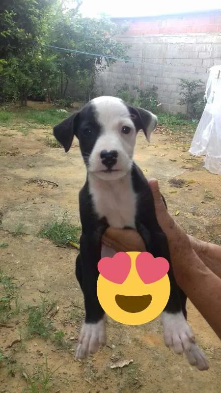 Cachorro raça rnd idade Abaixo de 2 meses nome Filhote