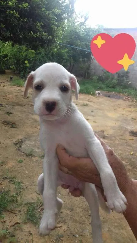 Cachorro raça rnd idade Abaixo de 2 meses nome Filhote