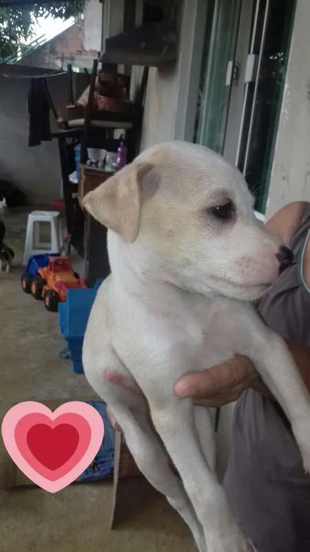 Cachorro raça rnd idade Abaixo de 2 meses nome Filhote