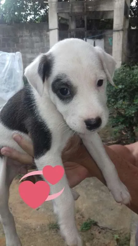 Cachorro raça rnd idade Abaixo de 2 meses nome Filhote