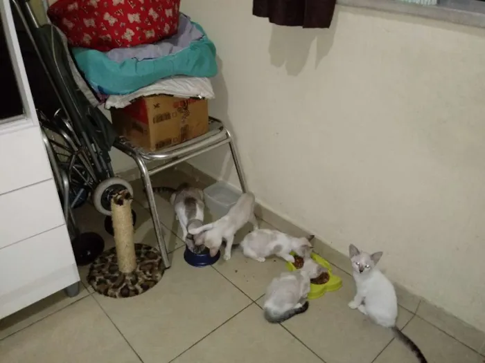 Gato raça Linda Branco  idade 2 a 6 meses nome Mimi