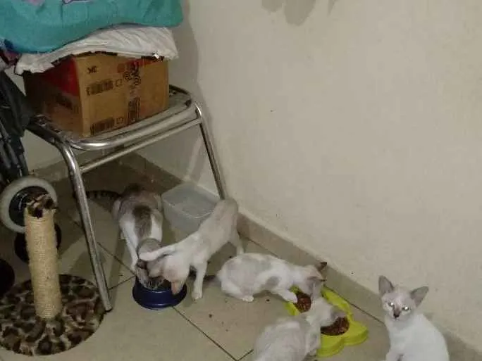 Gato raça Linda Branco  idade 2 a 6 meses nome Mimi