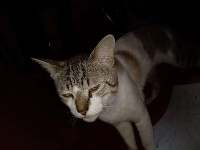 Gato raça Linda idade 1 ano nome Sem nome ainda