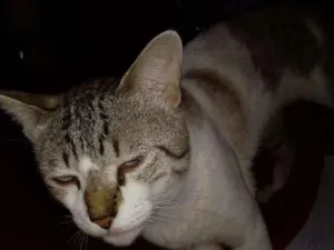 Gato raça Linda idade 1 ano nome Sem nome ainda