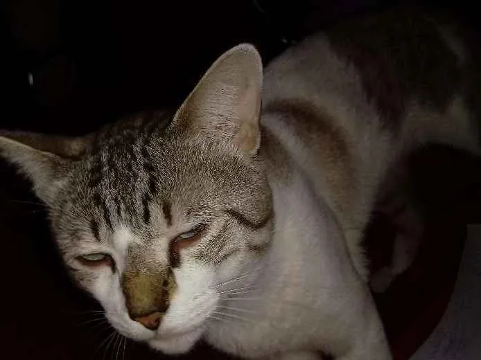 Gato raça Linda idade 1 ano nome Sem nome ainda