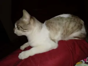 Gato raça Linda Branco  idade 2 a 6 meses nome Mimi