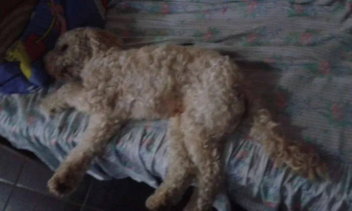 Cachorro raça Poodle idade 4 anos nome Bob