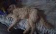Bob