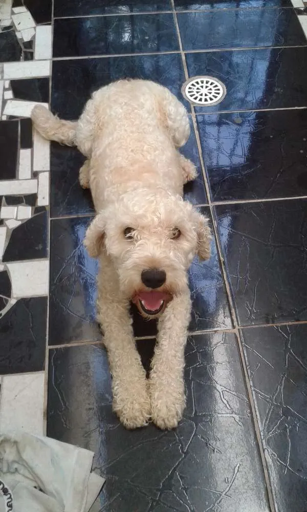 Cachorro raça Poodle idade 4 anos nome Bob