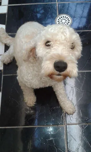 Cachorro raça Poodle idade 4 anos nome Bob