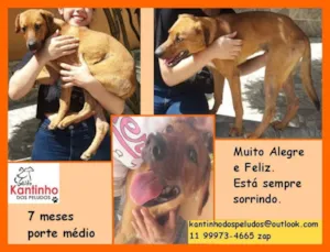 Cachorro raça  idade 7 a 11 meses nome Lolita Filhote
