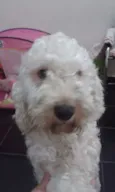 Bob