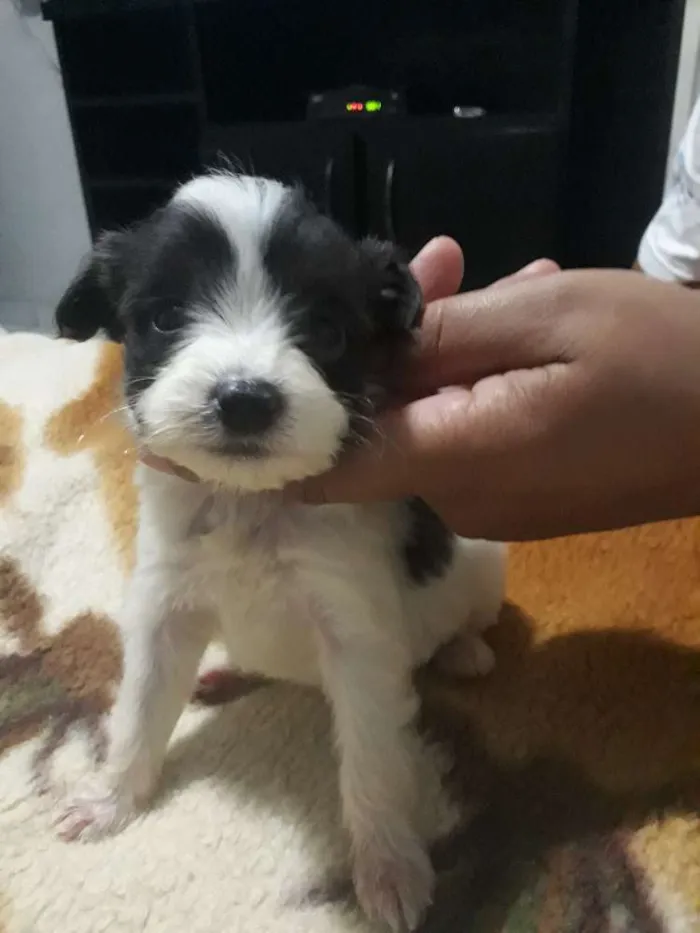 Cachorro ra a Místico podle idade Abaixo de 2 meses nome Dudu