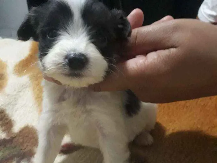 Cachorro ra a Místico podle idade Abaixo de 2 meses nome Dudu