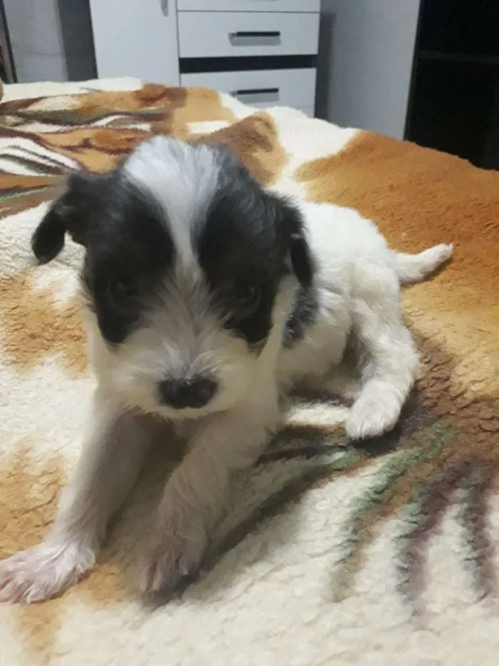 Cachorro ra a Místico podle idade Abaixo de 2 meses nome Dudu