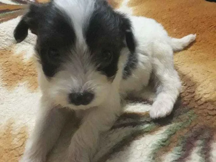 Cachorro ra a Místico podle idade Abaixo de 2 meses nome Dudu