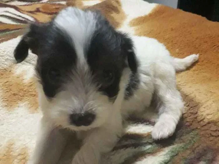 Cachorro ra a Místico podle idade Abaixo de 2 meses nome Dudu