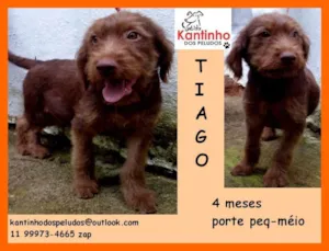 Cachorro raça  idade 2 a 6 meses nome Tiago Bebezinho