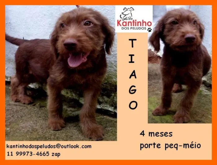 Cachorro raça  idade 2 a 6 meses nome Tiago Bebezinho