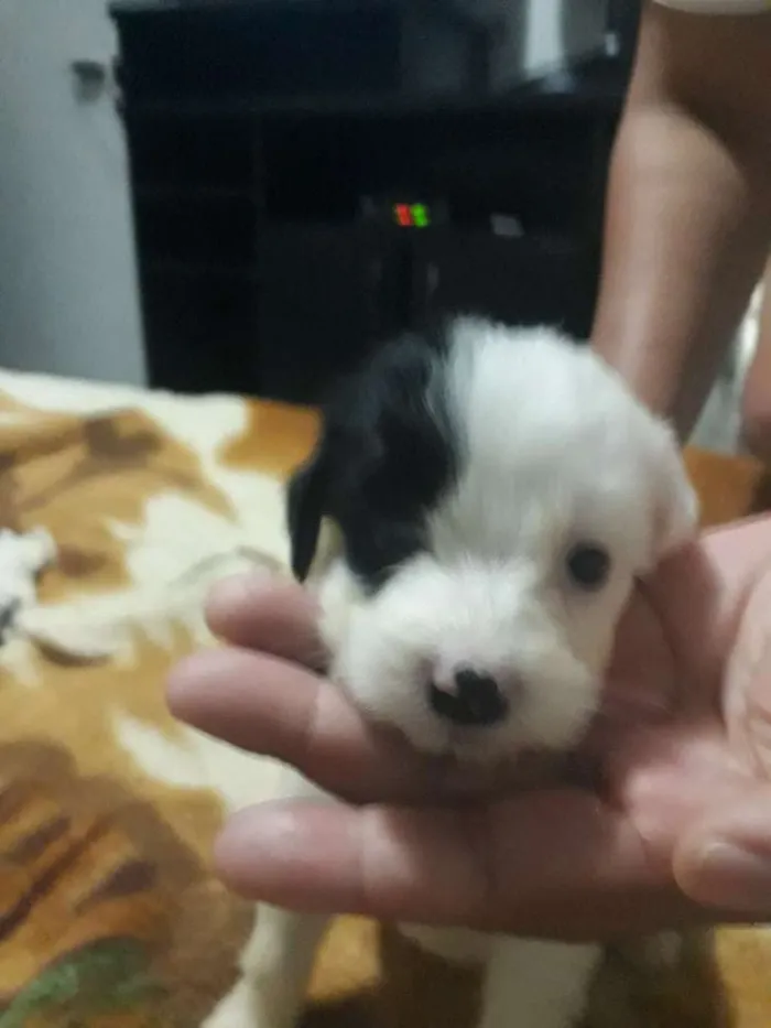 Cachorro ra a Mestiça pudle idade Abaixo de 2 meses nome Princesa