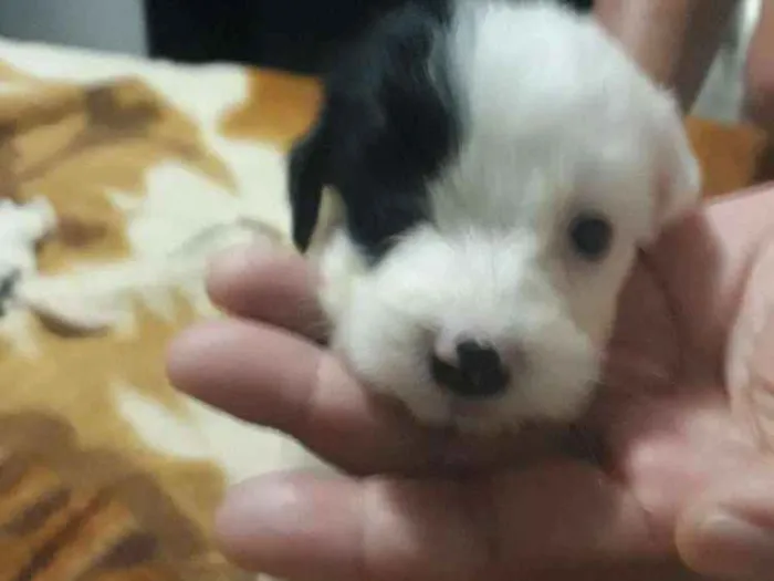 Cachorro ra a Mestiça pudle idade Abaixo de 2 meses nome Princesa