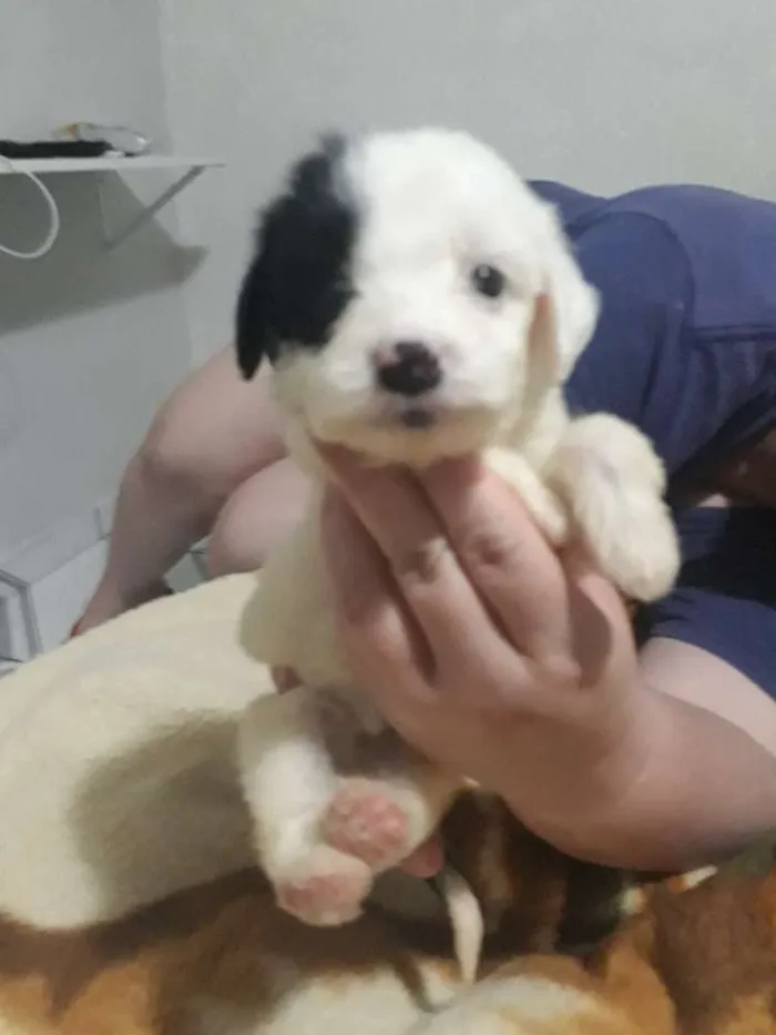 Cachorro ra a Mestiça pudle idade Abaixo de 2 meses nome Princesa