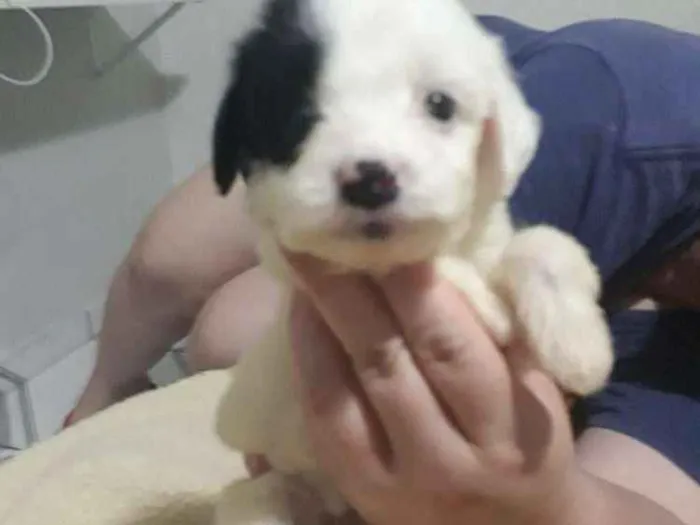 Cachorro ra a Mestiça pudle idade Abaixo de 2 meses nome Princesa