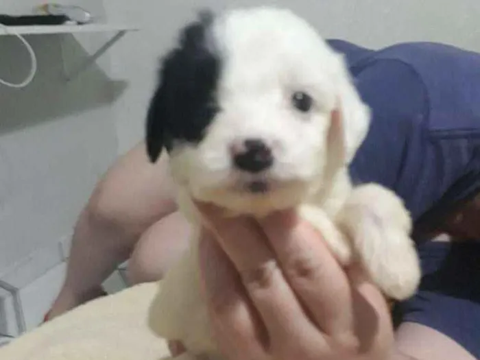 Cachorro ra a Mestiça pudle idade Abaixo de 2 meses nome Princesa