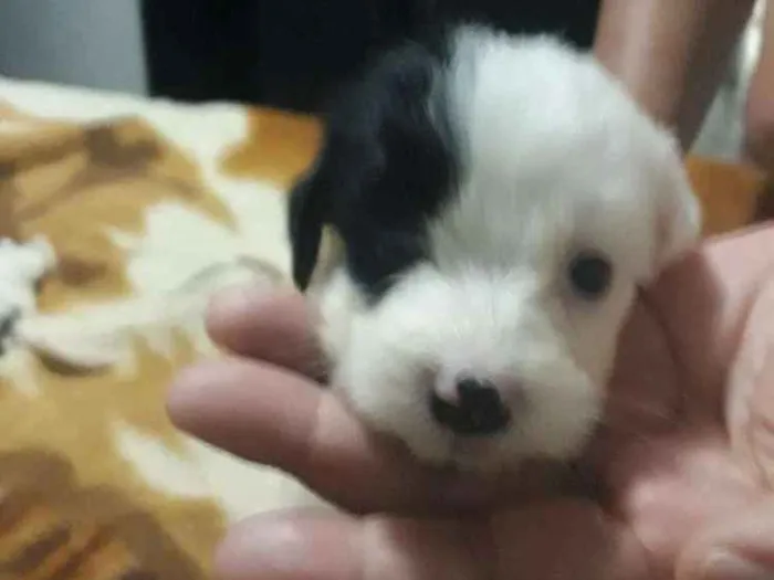 Cachorro ra a Mestiça pudle idade Abaixo de 2 meses nome Princesa