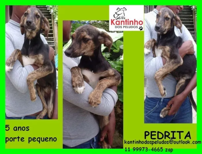 Cachorro ra a  idade 5 anos nome Pedrita Pequena
