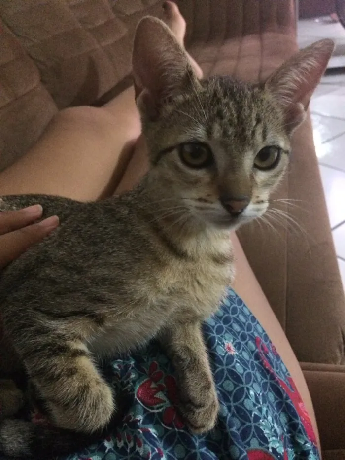 Gato ra a Não sei  idade 2 a 6 meses nome Tigrinha 