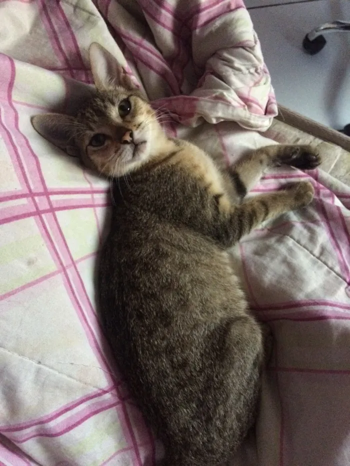 Gato ra a Não sei  idade 2 a 6 meses nome Tigrinha 