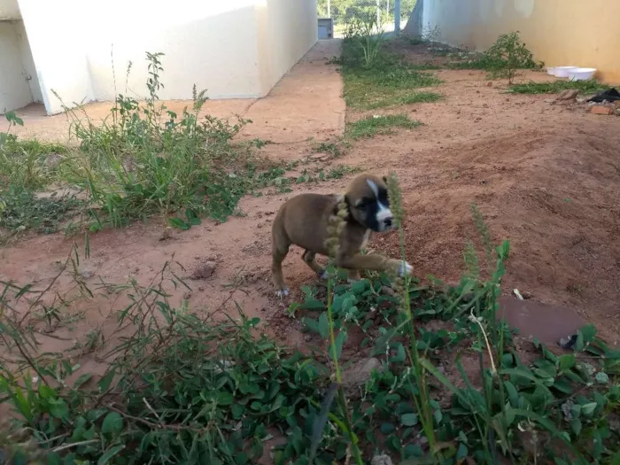 Cachorro ra a Vira lata idade 2 a 6 meses nome Sem nome