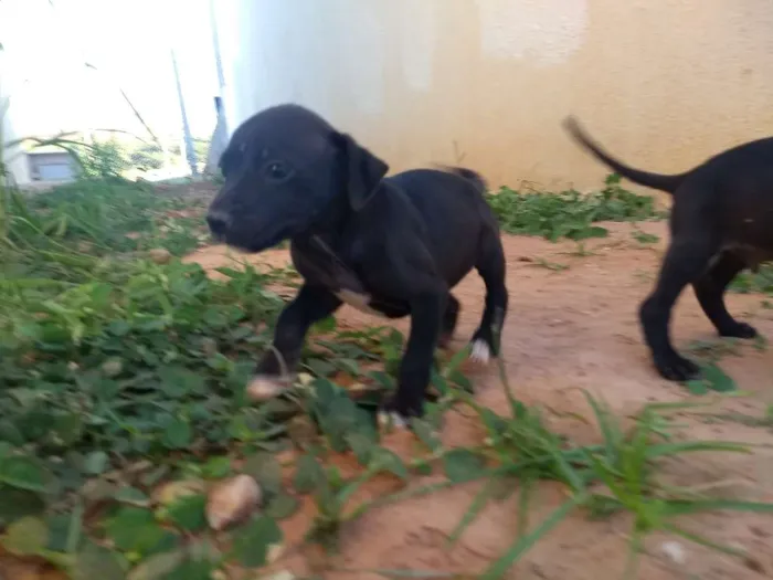 Cachorro ra a Vira lata idade 2 a 6 meses nome Sem nome